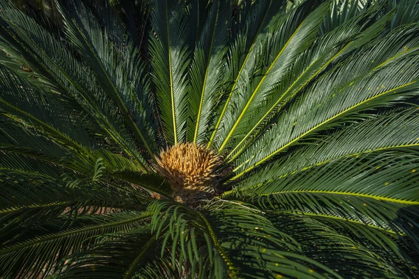 과학적인 이름은 Cycas Circinalis Cycadaceae입니다 Cycas는 Lyzard 식물의 마음에와 닫습니다 — 스톡 사진