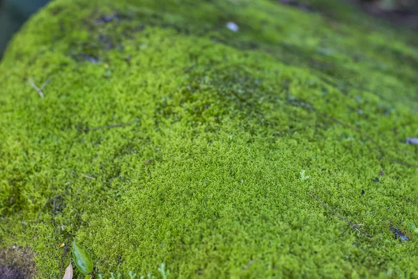 Green Moss Growth Surface Moss Texture Green Moss Background Space — Stock Photo, Image