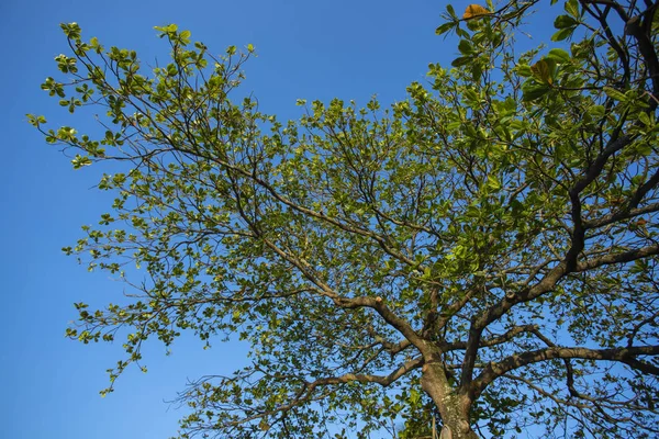 Baumblick Von Unten Mandel Terminalia Catappa Bengalmandelbaum Zweige Und Grünes — Stockfoto