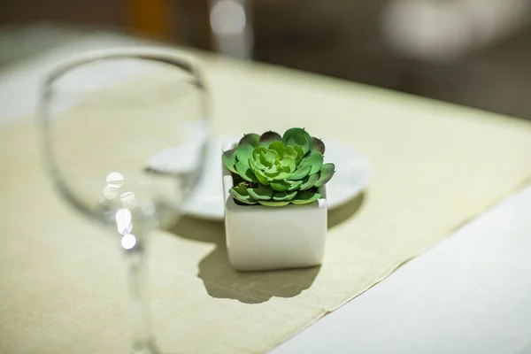 Sukulentní Miniaturní Plastové Rostliny Sukulentní Rostlina Sklenka Vína Rozmazané — Stock fotografie
