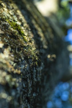 Yeşil yosun ve ağaç üzerinde büyüyen bir küçük ağaç bitki. Parazit bitki. Bulanık moss arka plan metin eklemek için alanı. Genç, Genç, taze ve hayat kavramı relax. 