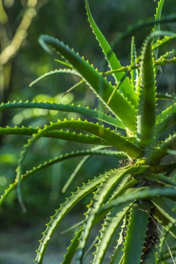 Aloe Vera bitki. Etli bitki. Grup sulu sulu yeşil bitkiler ve güzel güzel grup bitkiler. 