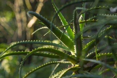 Aloe Vera bitki. Etli bitki. Grup sulu sulu yeşil bitkiler ve güzel güzel grup bitkiler. 