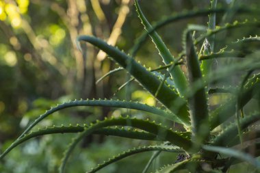 Aloe Vera bitki. Etli bitki. Grup sulu sulu yeşil bitkiler ve güzel güzel grup bitkiler. 