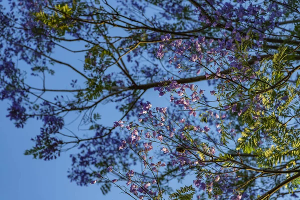 Treetop Μοβ Άνθη Όμορφη Κάτω Όψη Του Δέντρου Μωβ Ηλιόλουστη — Φωτογραφία Αρχείου