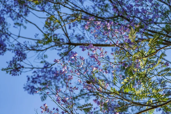 Treetop Μοβ Άνθη Όμορφη Κάτω Όψη Του Δέντρου Μωβ Ηλιόλουστη — Φωτογραφία Αρχείου