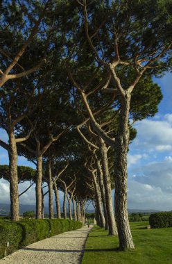Çam yol. Ağaçların arasındaki yollar. 