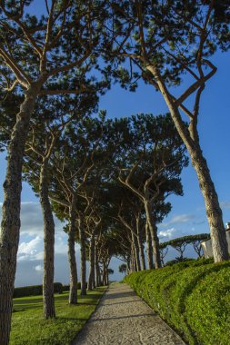 Çam yol. Ağaçların arasındaki yollar. 