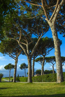 Çam yol. Ağaçların arasındaki yollar. 