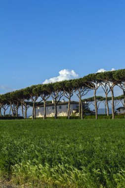 Antinori, Gualdo al Tasso Bolgheri, Toskana Italy.Producer içinde şaraphane Merkezi: Antinorigualdo al Tassobolgheri, Toskana, Italy05/13/2013