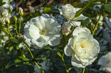 Doğa arka plan üzerinde beyaz gül. Doğa arka plan ile çeşitli beyaz güller. 