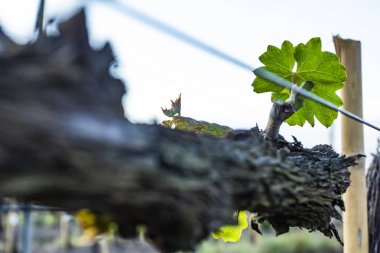 Üzüm ağacı budama. Silinen ve kesilmiş için büyüme hasat için. Çıplak kış bağında budama sonra göster. 