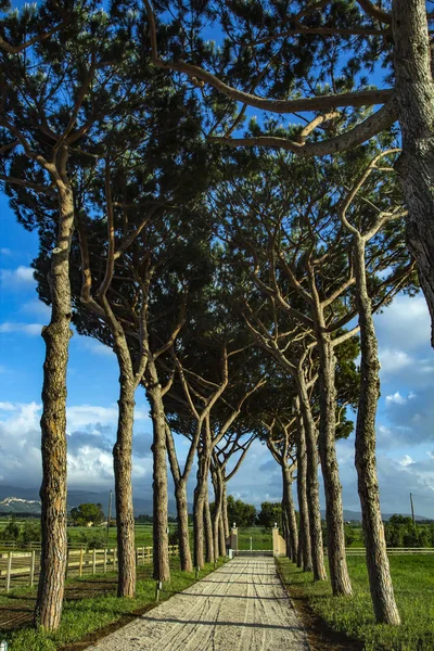 Estrada Pinheiro Estradas Entre Árvores — Fotografia de Stock