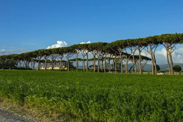 Antinori 토스카 Italy Producer에 Tasso 와이너리의 Antinorigualdo Tassobolgheri 토스카 Italy05 — 스톡 사진