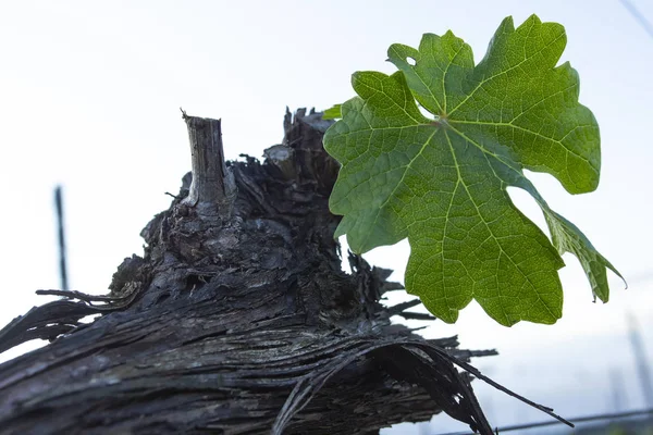 Grape Tree Pruning Pruned Trimmed Growth Harvest View Bare Winter — Stock Photo, Image