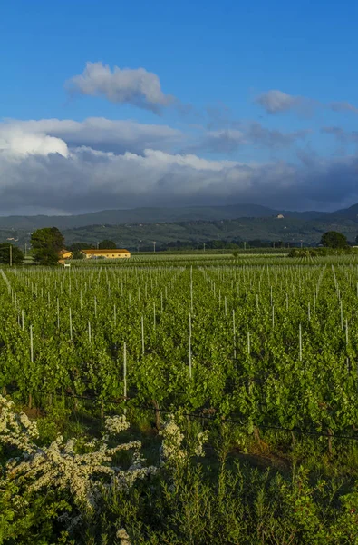 Traditionelle Landschaft Und Landschaften Der Wunderschönen Toskana Weinberge Italien Weinberge — Stockfoto