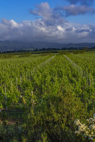 Campo Tradicional Paisagens Bela Toscana Vinhedos Itália Vinhedos Toscana Região — Fotografia de Stock