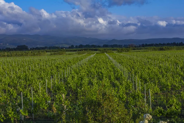 伝統的な田園地帯と美しいトスカーナの風景 イタリアのブドウ畑 イタリアのキャンティ ワインの産地 トスカーナのブドウ畑 — ストック写真