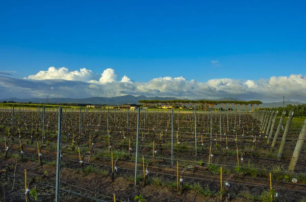 Sede Adega Antinori Gualdo Tasso Bolgheri Toscana Itália Produtor Antinorigualdo — Fotografia de Stock