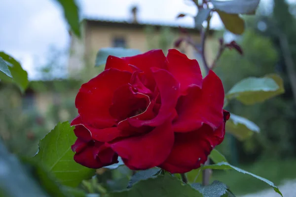 Красная Роза Фоне Природы — стоковое фото