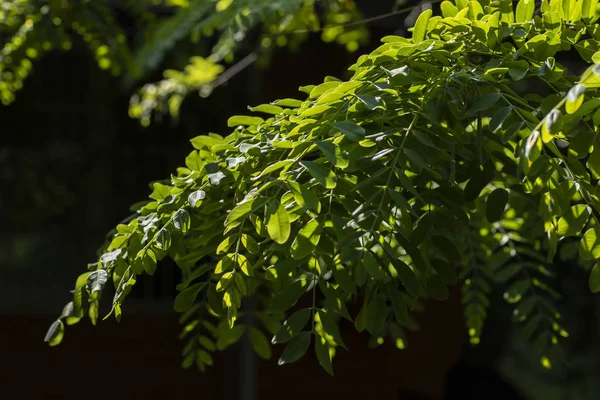 Grünes Blatt Den Zweigen Isoliert Auf Schwarzem Hintergrund Ein Schöner — Stockfoto