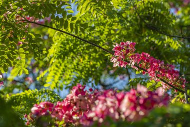 Güzel, akasya çiçek bunches pembe rengi, koyu yeşil yaprakları ile birlikte bitki. Pembe çiçek 