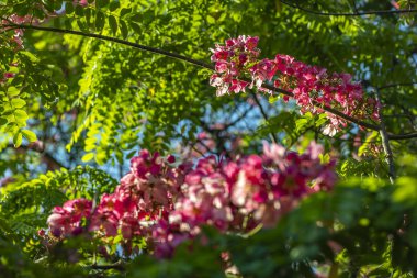 Güzel, akasya çiçek bunches pembe rengi, koyu yeşil yaprakları ile birlikte bitki. Pembe çiçek 