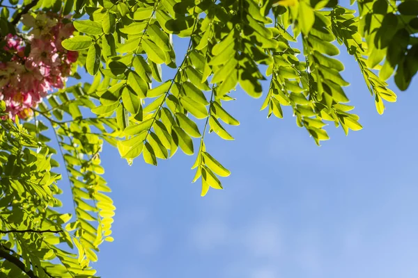 Wszystko Niebieską Ścianą Pokryte Zielonymi Liśćmi Kwitnąca Akacja Różowa Robinia — Zdjęcie stockowe