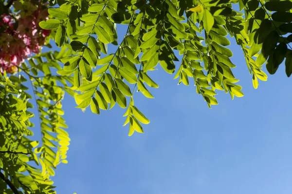 Dettaglio Una Parete Blu Ricoperta Foglie Verdi Fiore Acacia Rosa — Foto Stock