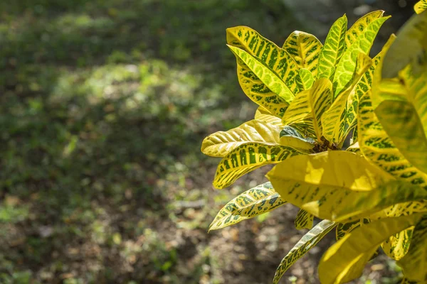 Groene Gele Plant Met Natuur Achtergrond — Stockfoto