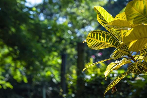 Grüne Und Gelbe Pflanze Mit Naturhintergrund — Stockfoto