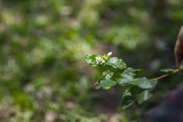 Fiore Bianco Sfondo Sfocato Fiore Sfondo Verde Vista Ravvicinata Sulla — Foto Stock
