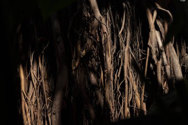 Ağaçların kökleri. Büyük ağaç gövdesi ve büyük maruz kökleri. Grafik tasarım için görüntü. 