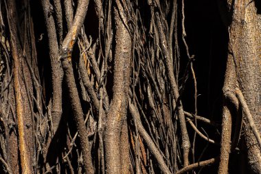 Ağaçların kökleri. Büyük ağaç gövdesi ve büyük maruz kökleri. Grafik tasarım için görüntü. 