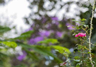 Gül çiçek gül bahçesinde. Pembe Gül çiçek. 