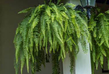 Fern fabrikası. Büyük bir Fern bir bahçede asmak. 