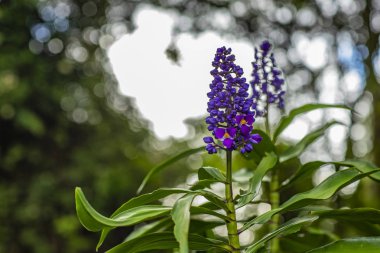 Güzel mor çiçek ve bulanık doğa arka plan. 