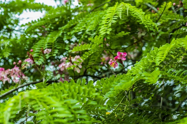 Bunches of acacia flowers that have a beautiful, pink color, in combination with the dark green leaves of the plant. Pink flower.