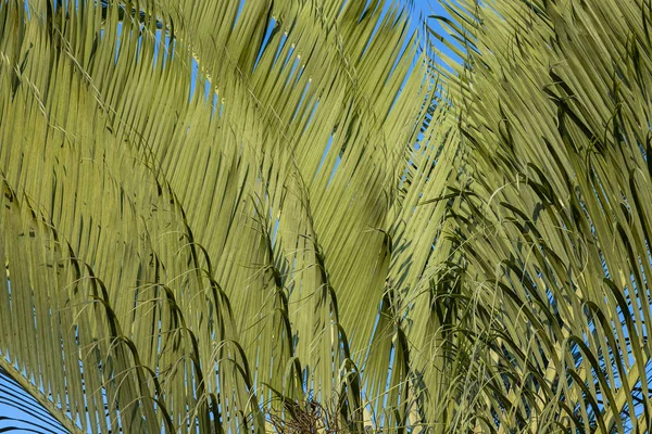 Αφηρημένο Φόντο Παλάμη Υφή Του Πράσινου Palm Leaf Σχήματα Στη — Φωτογραφία Αρχείου