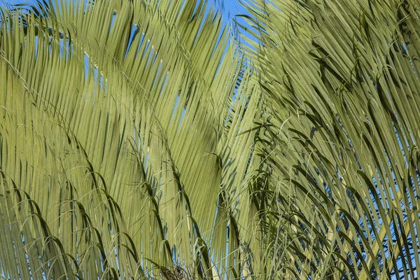 Αφηρημένο Φόντο Παλάμη Υφή Του Πράσινου Palm Leaf Σχήματα Στη — Φωτογραφία Αρχείου