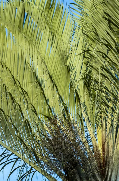 Αφηρημένο Φόντο Παλάμη Υφή Του Πράσινου Palm Leaf Σχήματα Στη — Φωτογραφία Αρχείου