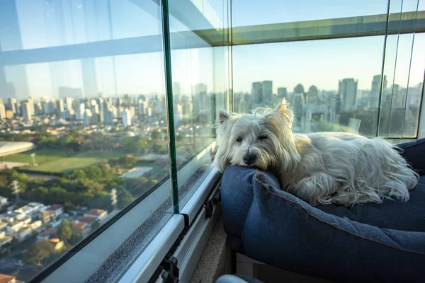 Güzel beyaz köpek dinleniyor. Westie Terrier köpeği. Odaklanmamış arka plan şehri.
