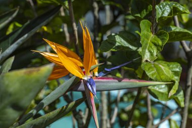 Arılı Cennet Kuşu Bitkisi. Botanik bahçesinde strelitzia üzerinde böcekler. Strelitzia Reginae çiçeğinin yakın çekim (cennet çiçek kuşu) 