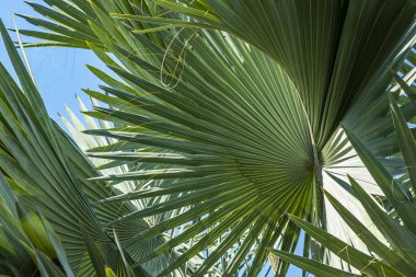 Tasarımcılar için Bitkiler biçimleri. Kesme tasarımcıları için uygundur Çizim arka plan, doku. 