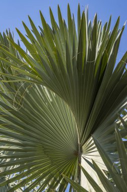 Tasarımcılar için Bitkiler biçimleri. Kesme tasarımcıları için uygundur Çizim arka plan, doku. 