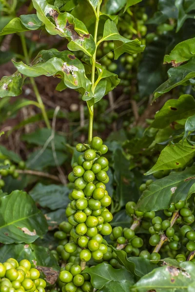 Coffee tree with green coffee beans on the branch in coffee farm. Green coffee beans on the branch.