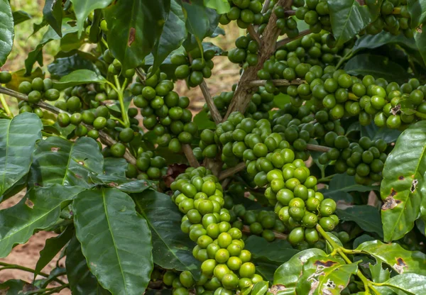 Albero Caffè Con Chicchi Caffè Verde Sul Ramo Nella Fattoria — Foto Stock