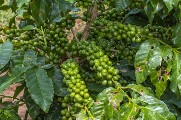 Albero Caffè Con Chicchi Caffè Verde Sul Ramo Nella Fattoria — Foto Stock