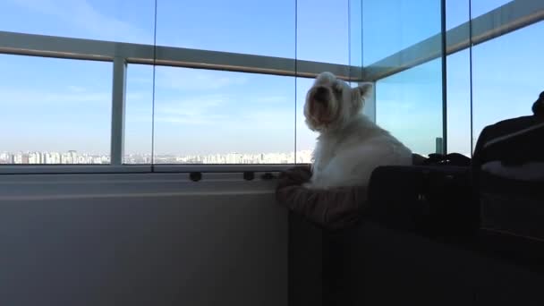 Mooie Witte Hond Rusten Westie Terrier Hond Stad Van Ongerichte — Stockvideo