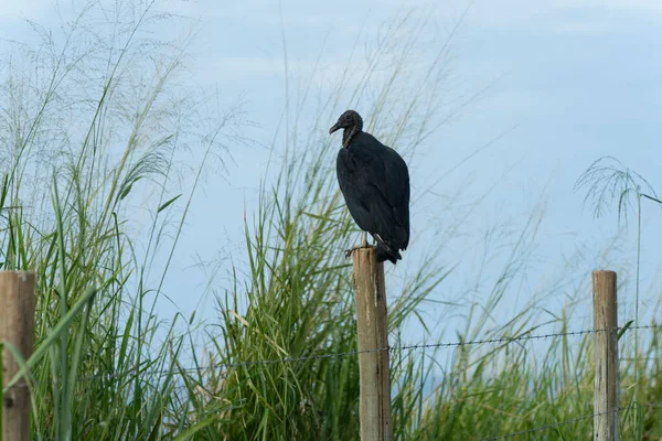 Black Vultures Black Vulture Coragyps Atratus Standing Wooden Pole — Stock Photo, Image